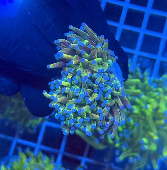 (WYSIWYG) Grafted Glitter Torch C1