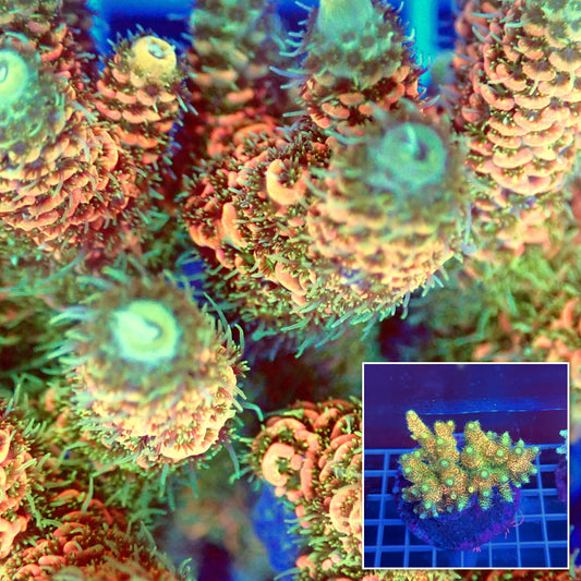 Acro Colony A4