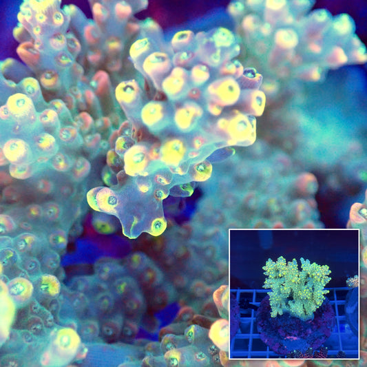 Acro Colony A8