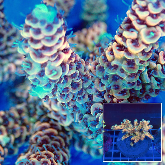 Acro Colony A9