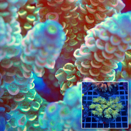 Acro Colony B11