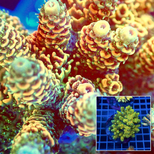 Acro Colony B12