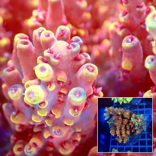 Acro Colony B1