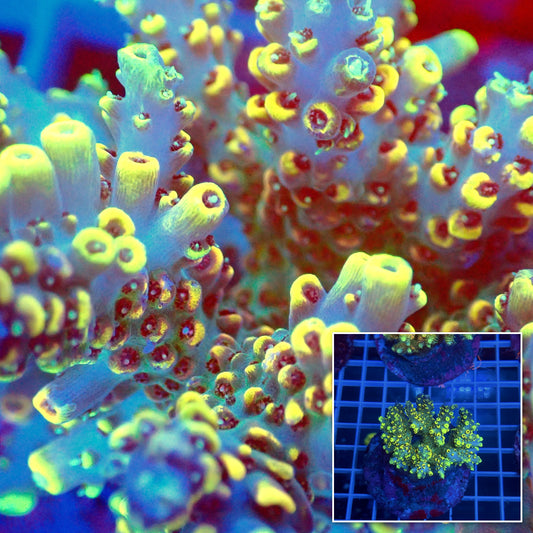 Acro Colony B4