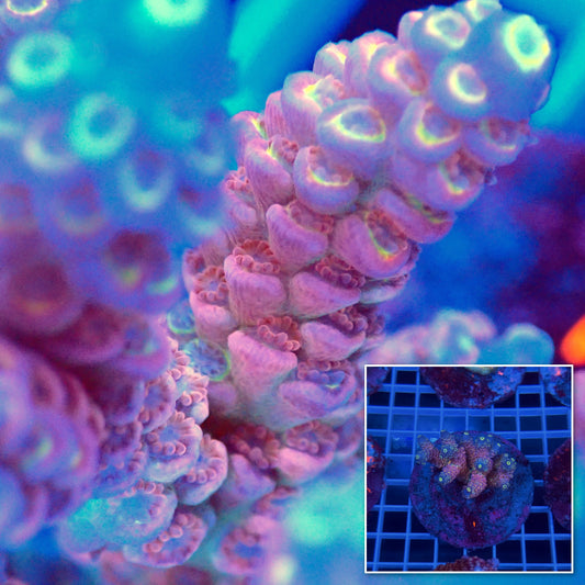 Acro Colony B6