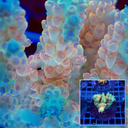 Acro Colony B7