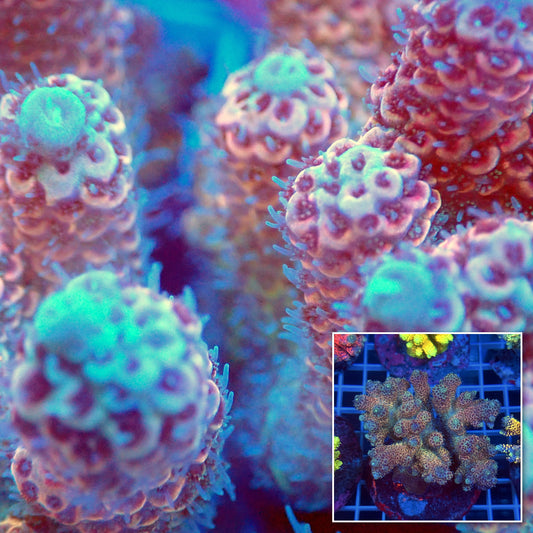 Acro Colony C10