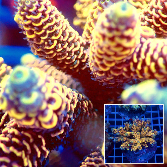 Acro Colony C11