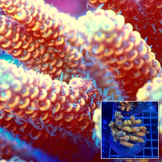 Acro Colony C1