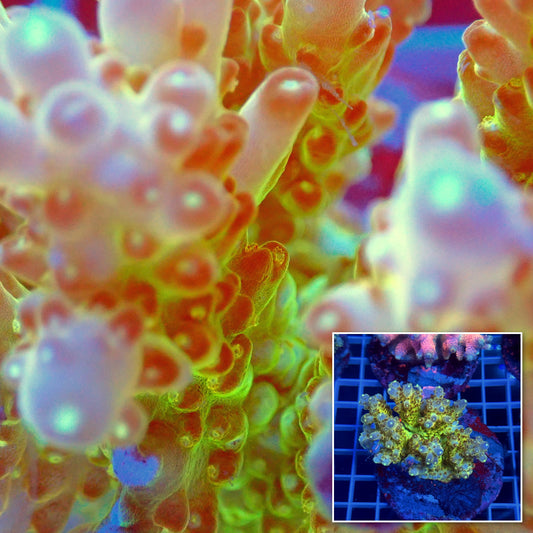Acro Colony C2