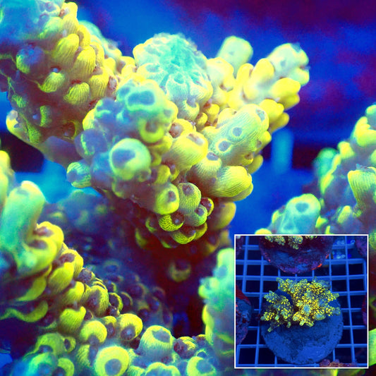 Acro Colony C3
