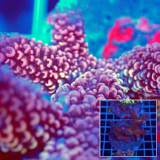 Acro Colony C4