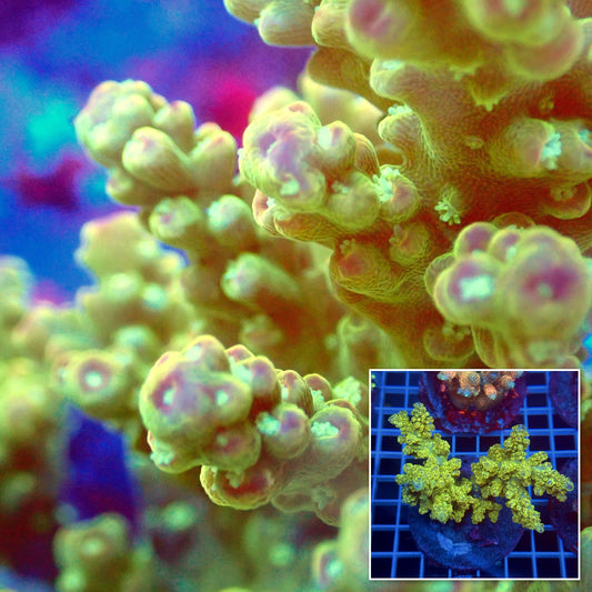 Acro Colony C5