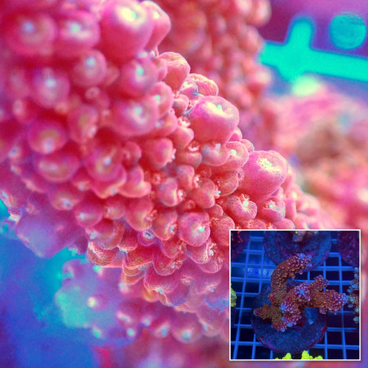 Acro Colony C6