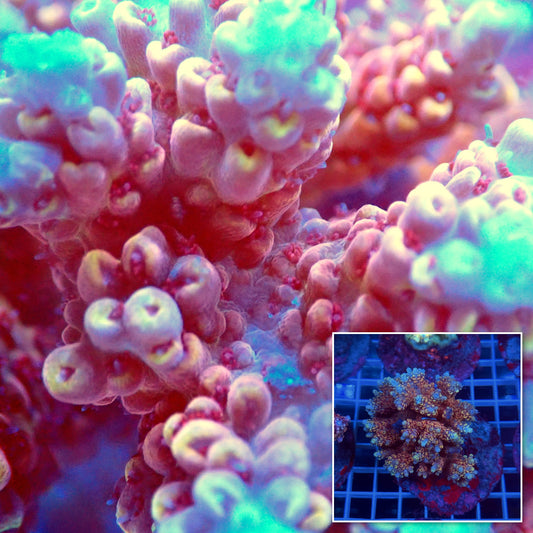 Acro Colony C7