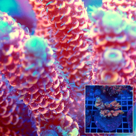 Acro Colony C8