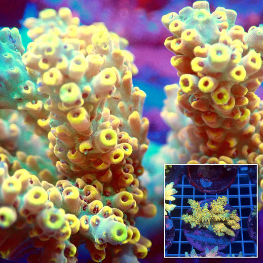 Acro Colony D10