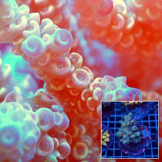 Acro Colony D11