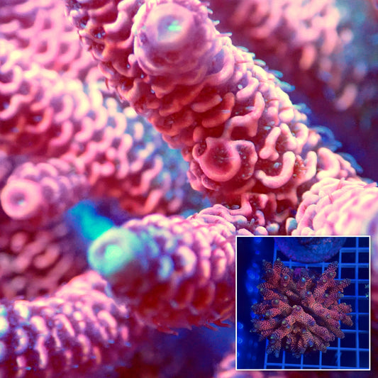 Acro Colony D1