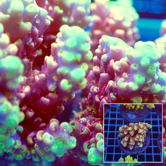 Acro Colony D5