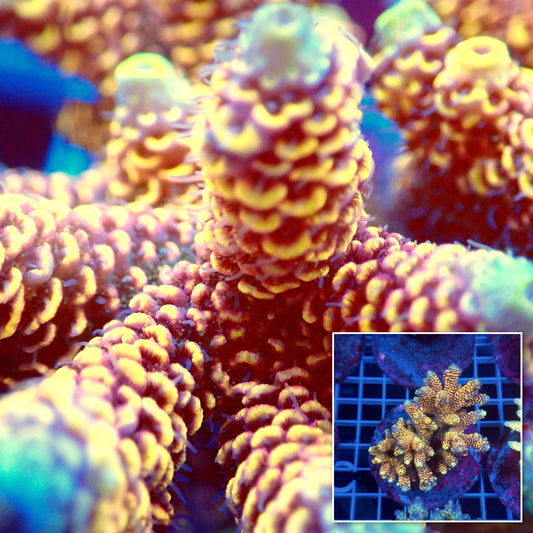 Acro Colony D8