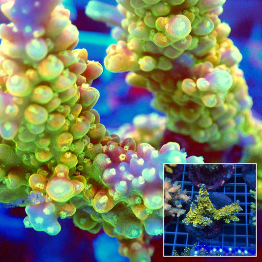 Acro Colony E11