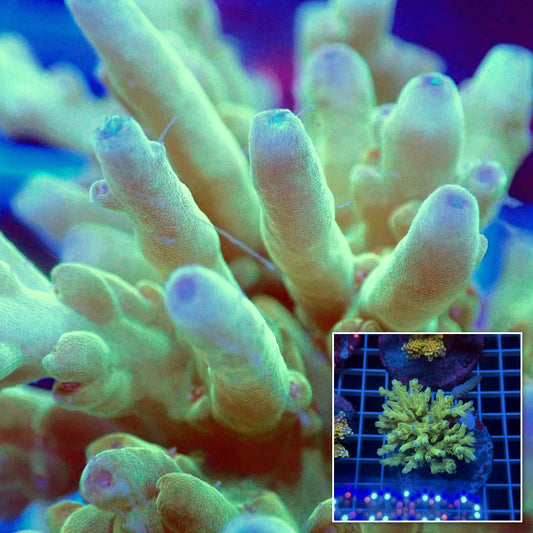 Acro Colony E12
