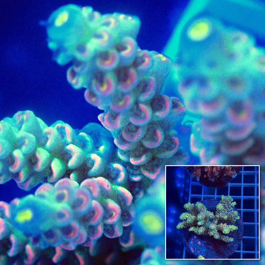 Acro Colony E1