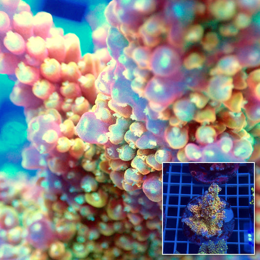Acro Colony E2
