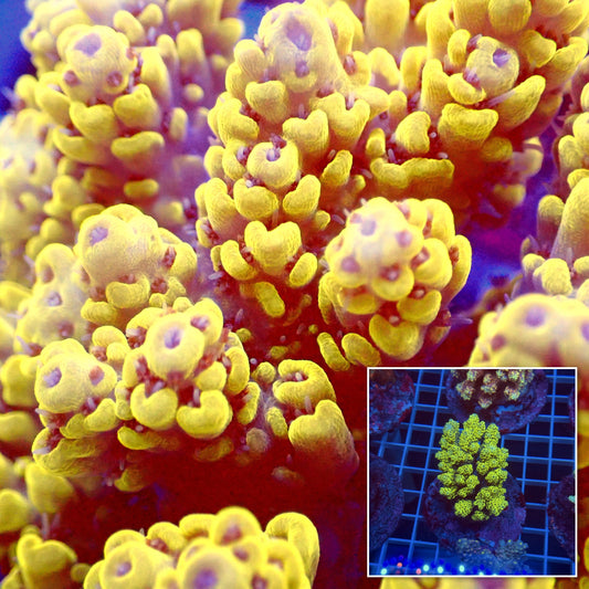 Acro Colony E5