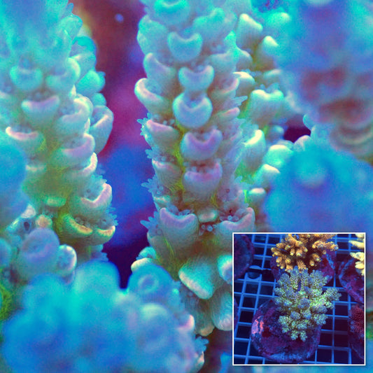 Acro Colony E8