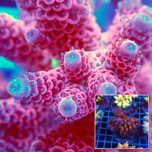 Acro Colony E9