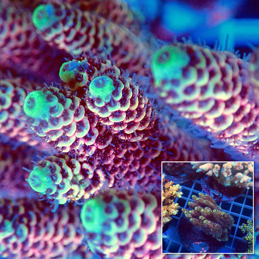 Acro Colony F10