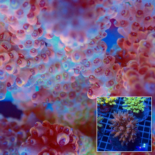Acro Colony F12