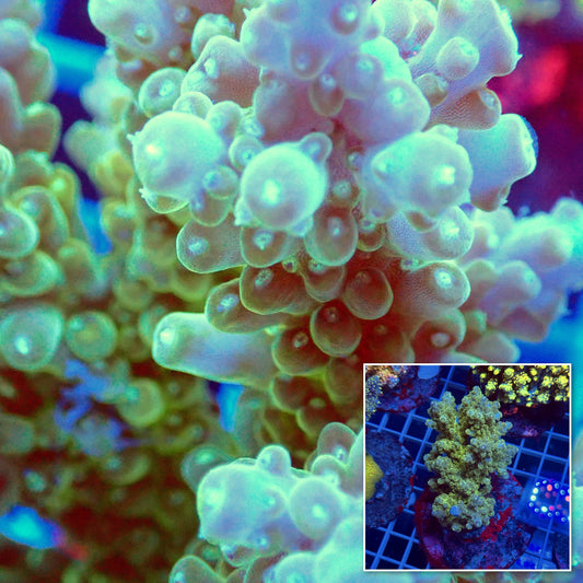 Acro Colony F3