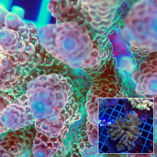 Acro Colony F6