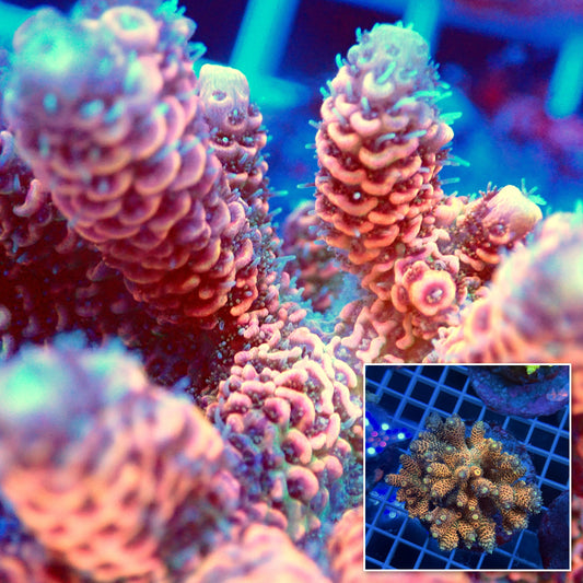 Acro Colony F7