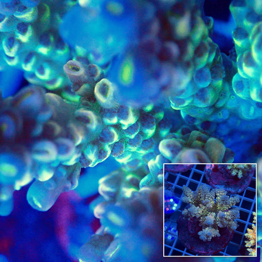 Acro Colony F8