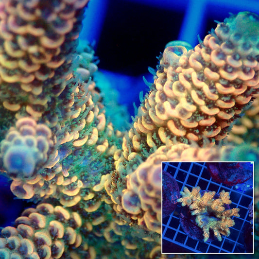 Acro Colony G3