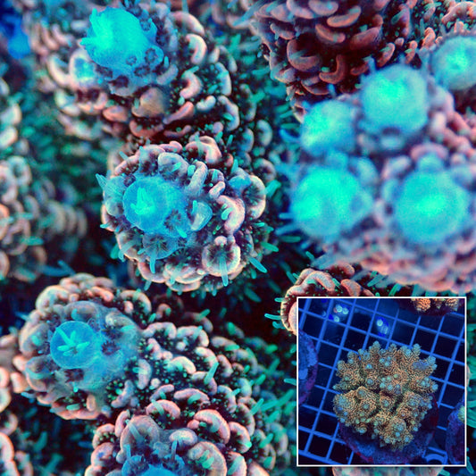 Acro Colony G7