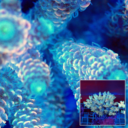 Acro Colony T3A11