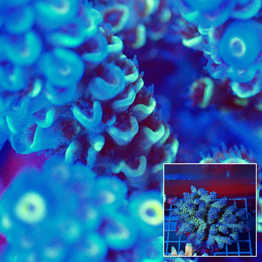 Acro Colony T3A13