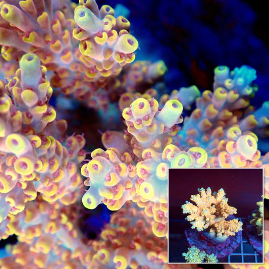 Acro Colony T3A1