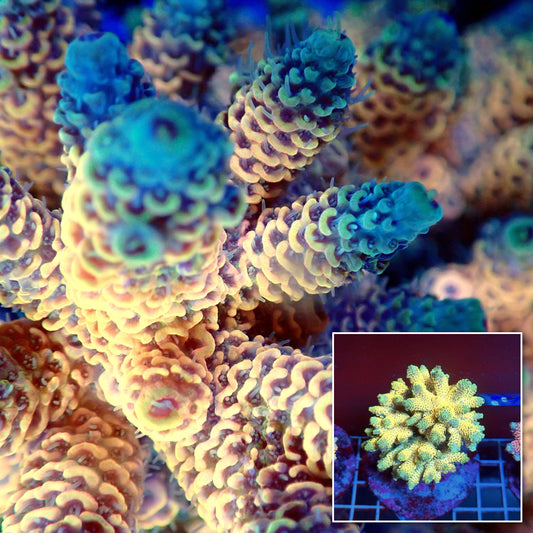 Acro Colony T3A2