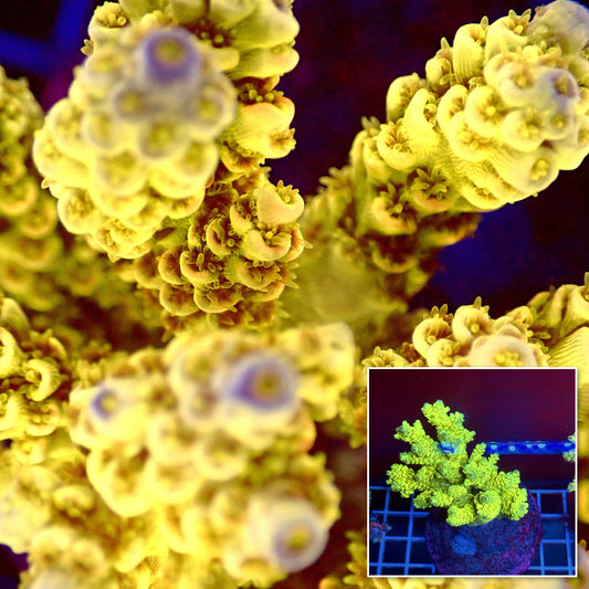 Acro Colony T3A4