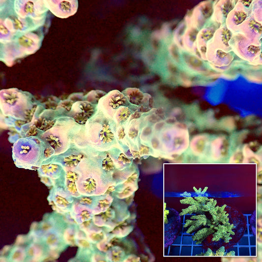 Acro Colony T3A5