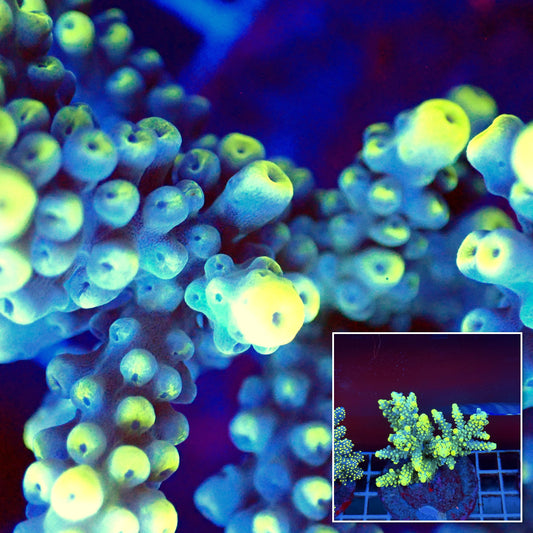 Acro Colony T3A9