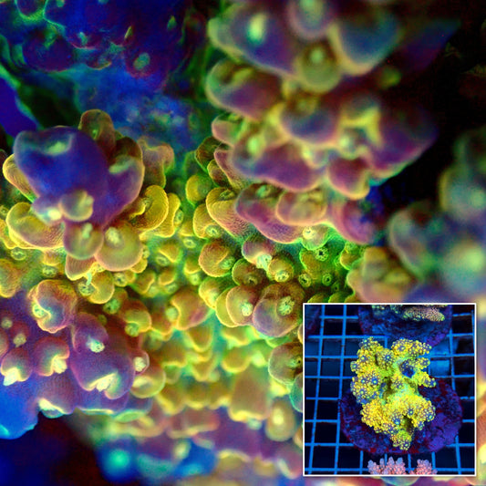 Acro Colony T3B10