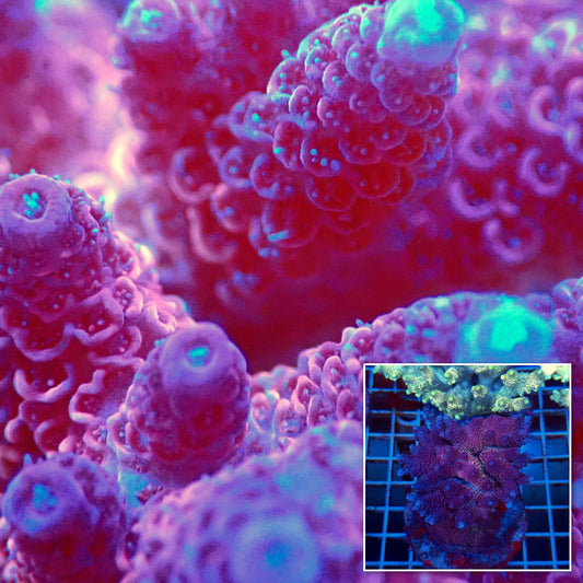 Acro Colony T3B11