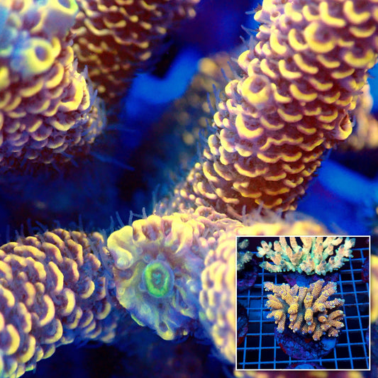 Acro Colony T3B12